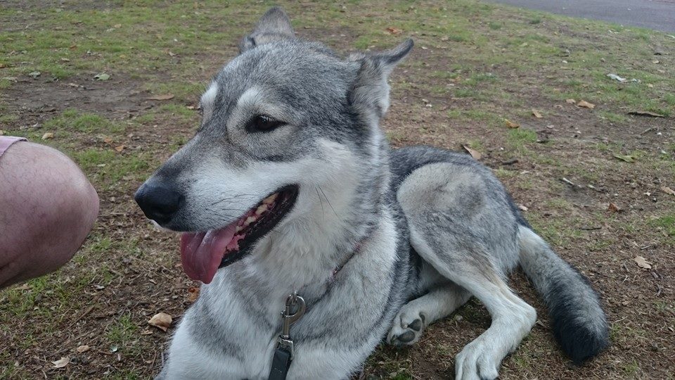 Tala the wolfdog