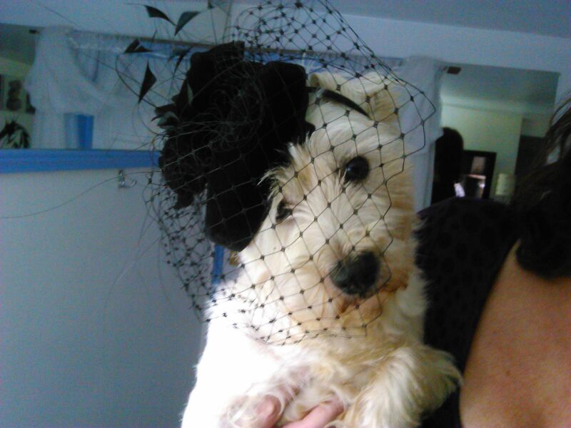 Campbell the Westie